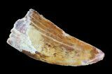 Serrated, Juvenile Carcharodontosaurus Tooth #93207-1